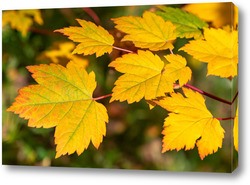   Постер Осенний кленовый лист