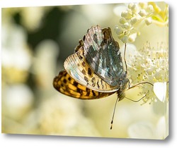    Бабочка на гортензии