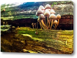   Постер грибы