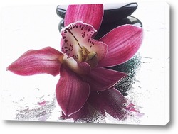  Орхидея фаленопсис