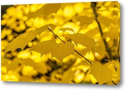    Ветвь клёна с яркими, красочными, жёлтыми листьями