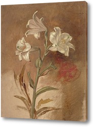   Постер Белые лилии 