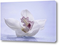    Цветок орхидеи цимбидиум