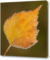   Постер Осенний лист дерева в ледяной изорози