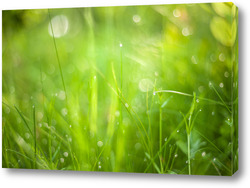  Постер Зеленая трава на луговом поле