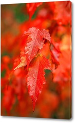    Яркие, осенние листья клёна