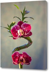   Орхидея  на бамбуке