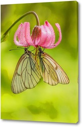   Постер Две бабочки на цветке лилии