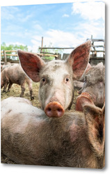   Pig farming raising and breeding of domestic pigs.	