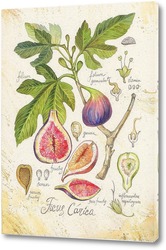   Картина Ботаника. Инжир