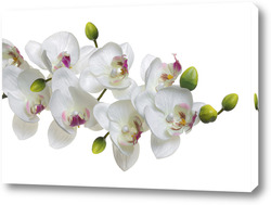   Постер "Дикая орхидея 41".