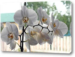   Постер Орхидея на окне