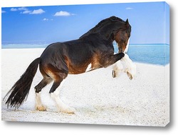  Арабская лошадь