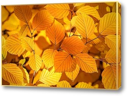    Красивые, жёлтые, осенние листья деревьев