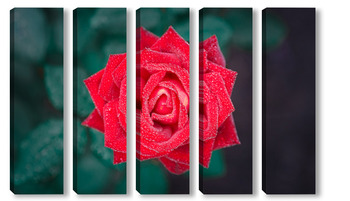 Модульная картина Beautiful red rose flower, closeup.	