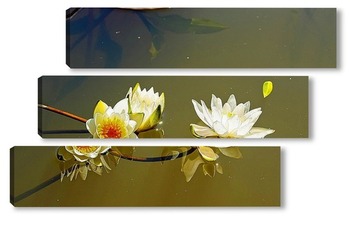 Модульная картина Лилии на воде