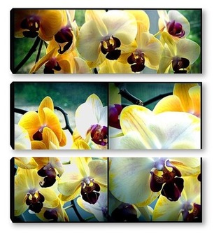  Коллаж. Белая орхидея