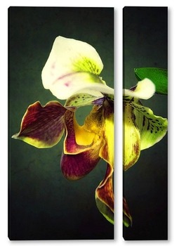  Бамбук и орхидея