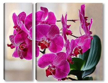  Орхидея фаленопсис Маленькая Каролина