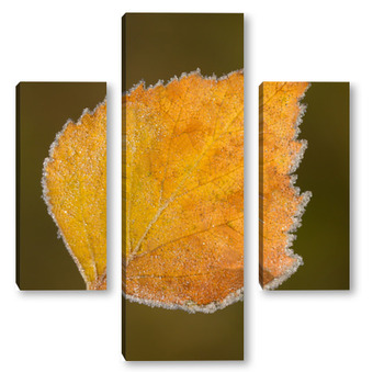 Модульная картина Осенний лист дерева в ледяной изорози