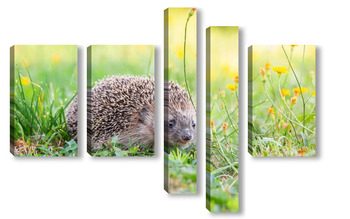 Модульная картина Hedgehog on the grass.