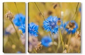  Полевые цветы васильки на голубом фоне 