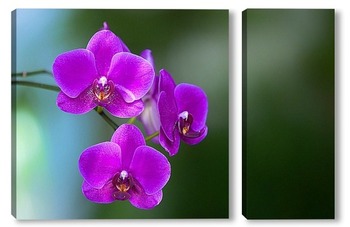 орхидея    