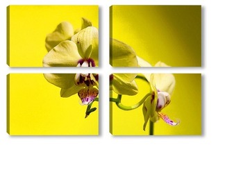  орхидея 