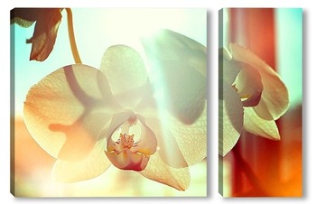 Модульная картина Орхидея в лучах утреннего солнца