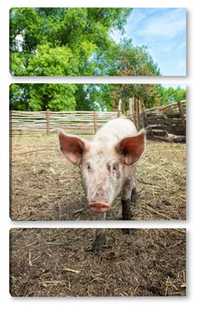 Модульная картина Pig farming raising and breeding of domestic pigs..	