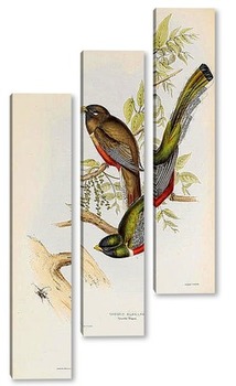  Птицы Австралии
