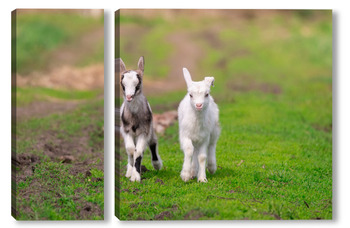 Модульная картина White goat in the garden eats young succulent grass, breeding goats	