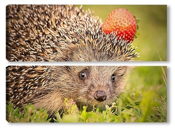  hedgehog on the grass..	