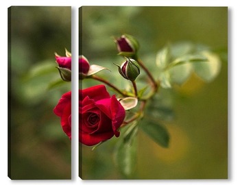 Модульная картина Красная роза