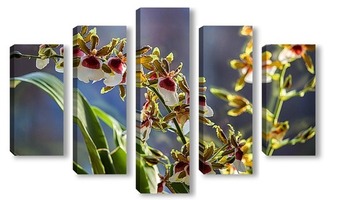Модульная картина Орхидея  колманада