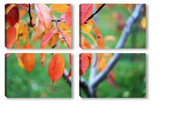   Осенние листья на стекле