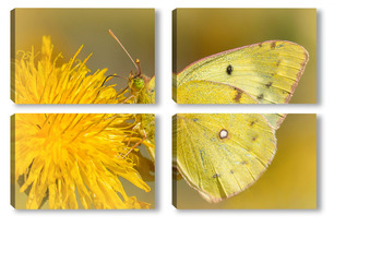 Модульная картина Бабочка на цветке одуванчика