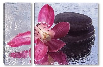  Орхидея фаленопсис Маленькая Каролина