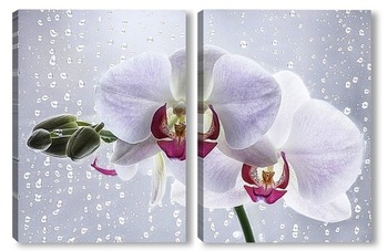  Орхидея и осень