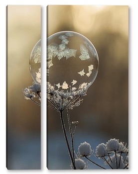 Модульная картина Замёрзший мыльный пузырь на высохшем цветке