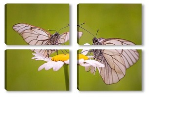  Две бабочки на цветке лилии