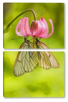  Бабочка на семени одуванчика