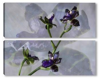  Цветок орхидеи цимбидиум