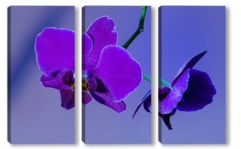  орхидея