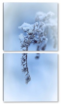  Соцветие борщевика с хлопьями снега