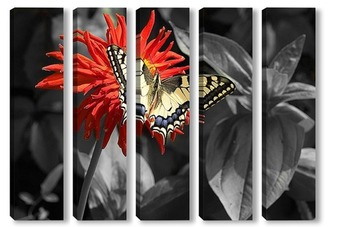 Про бабочку в нашем саду