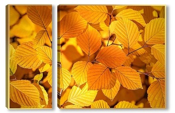  Ветвь клёна с яркими, красочными, жёлтыми листьями