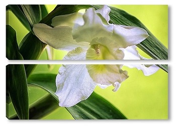  Ветка орхидеи фаленопсис Маленькая Каролина
