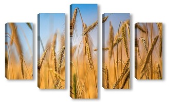 Модульная картина Колосья пшеницы