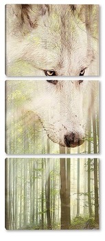  Белоснежный волк